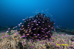 Coral ... by Taco Cheung 